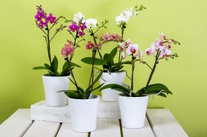 orchids-595242_1280